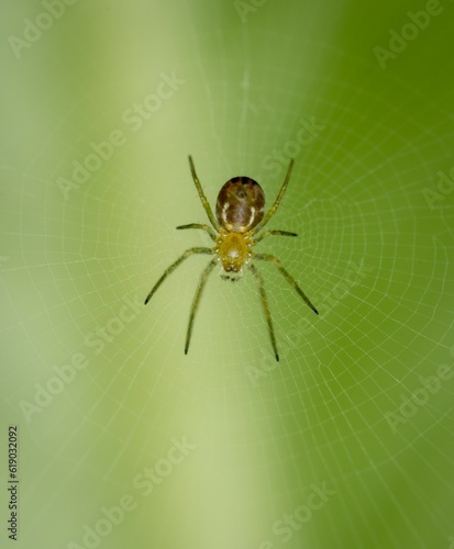 a spider in a web on a plant with leaves in the background