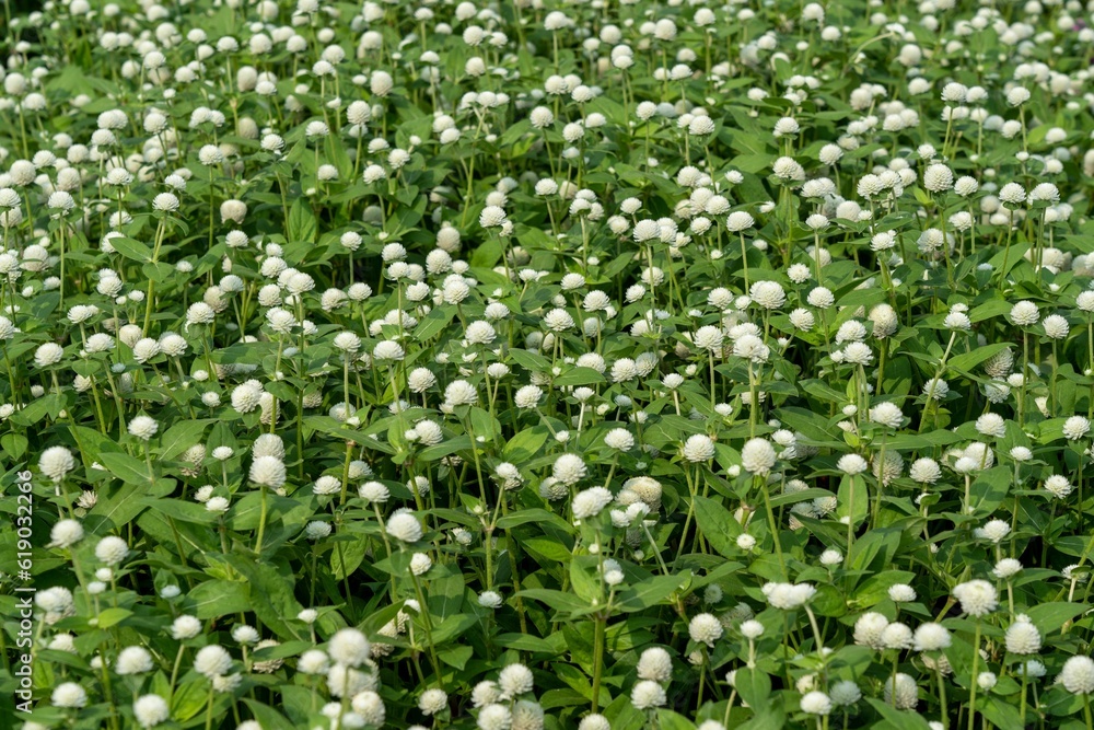 Closeup of white clover flowers growing in a green field Closeup of white clover flowers growing in a green field