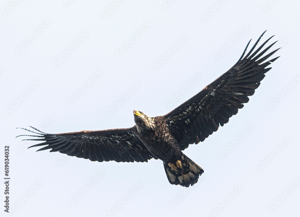 Fototapeta premium Closeup of an eagle in flight