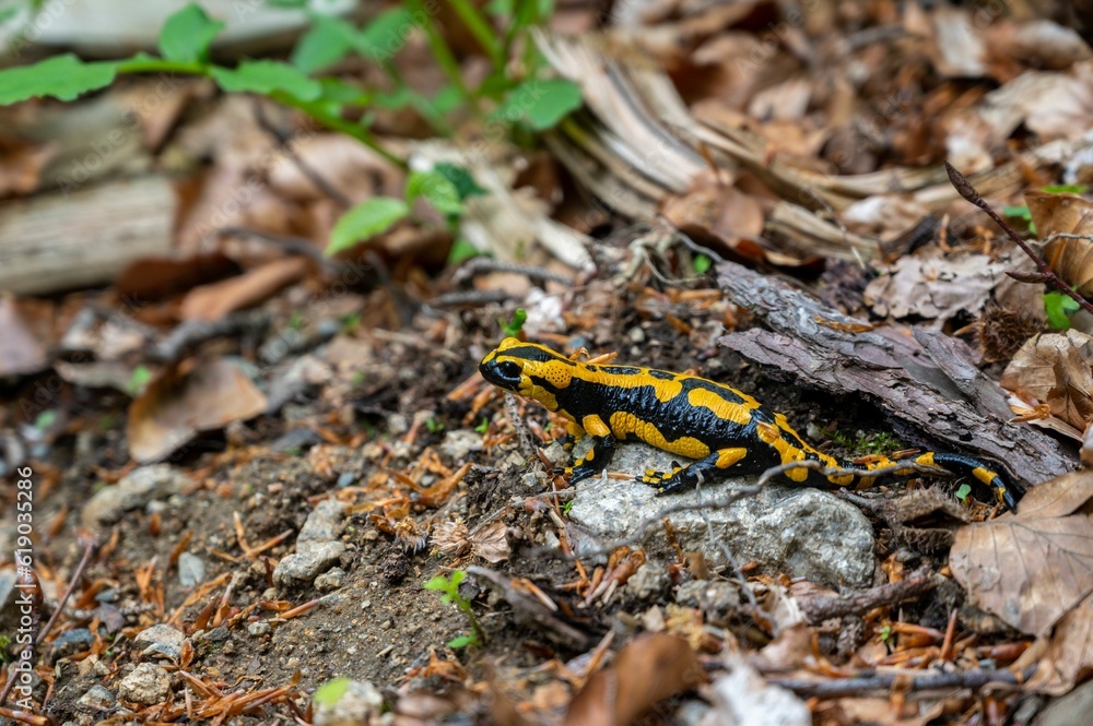 Fire salamander perched atop a bed of lush foliage in a tranquil forest setting.