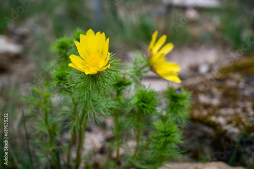 Fotografie a closeup of yellow Amur adonis flowers