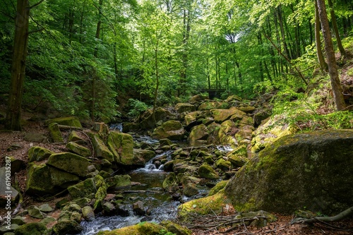 Tranquil mountain stream cutting through the lush green Ilse valley in Germany.