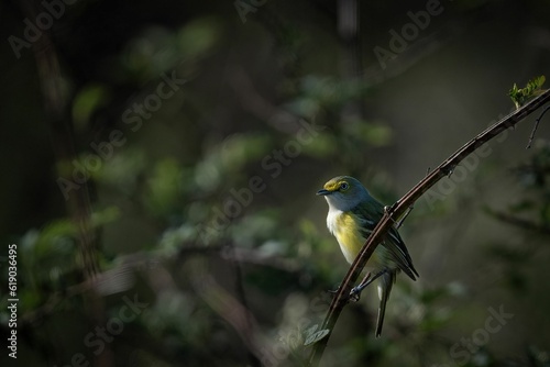 Selective focus shot of a white-eyed vireo bird perched on a tree branch photo