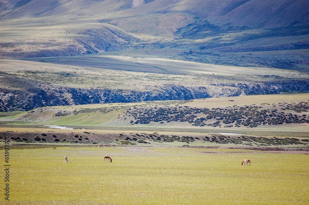 Horses grazing in a sunny valley with the Kunlun mountains background