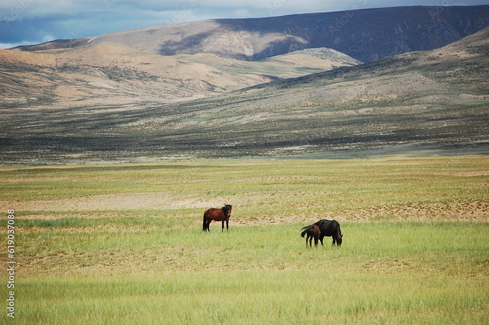 Kiangs grazing in the green steppe with grass and stones on a sunny day