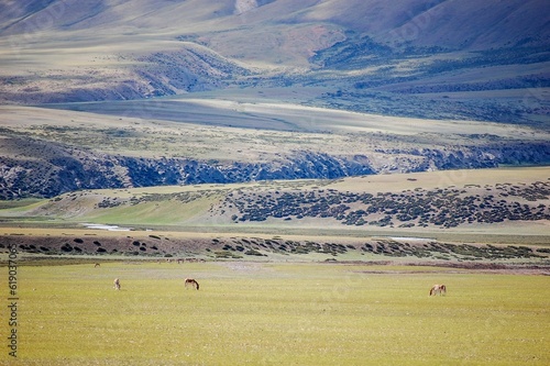 Horses grazing in a sunny valley with the Kunlun mountains background photo