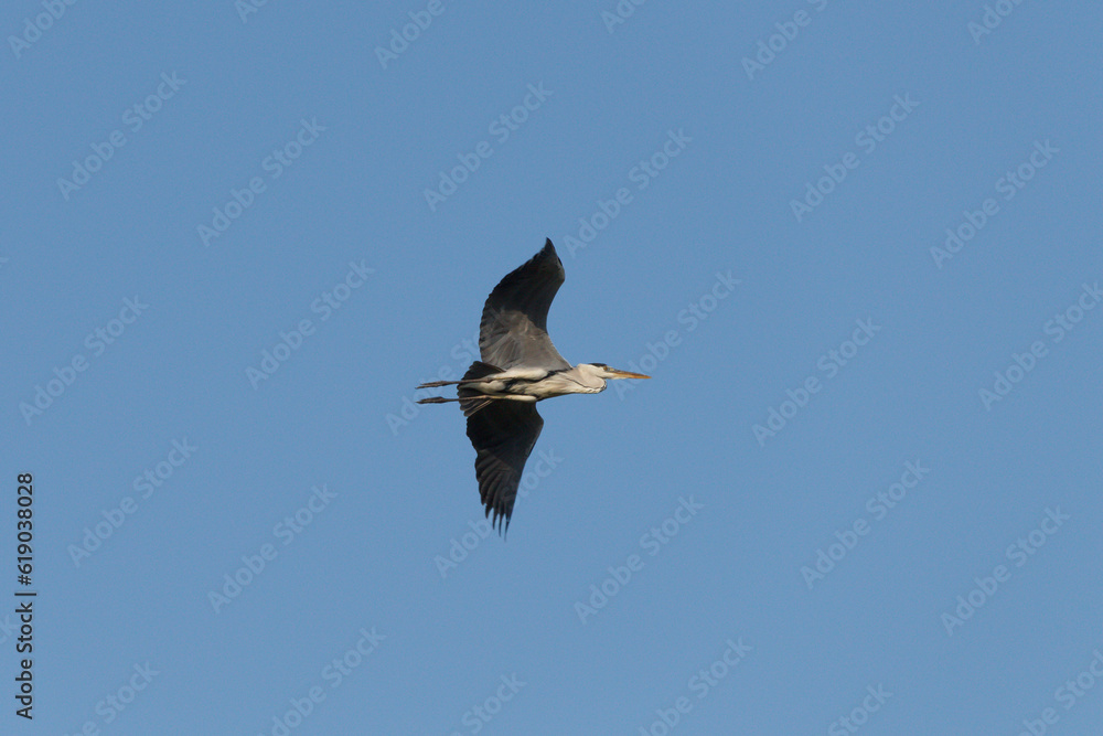 Ardea cinerea volando (garza real) vista de abajo sobre el pantano de Beniarrés, España Ardea cinerea volando (garza real) vista de abajo sobre el pantano de Beniarrés, España