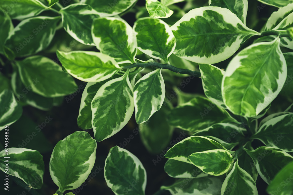 Dark green leaf texture, Natural green leaves using as nature background wallpaper or tropical leaf cover page Dark green leaf texture, Natural green leaves using as nature background wallpaper or tropical leaf cover page