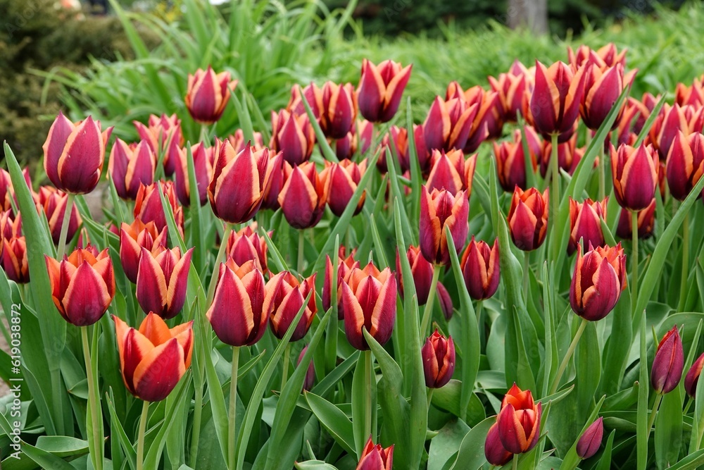 A bed of flowering red and orange tulips of the Slawa variety. Beautifully blooming flowers, spring concept. High quality photo - obrazy, fototapety, plakaty 