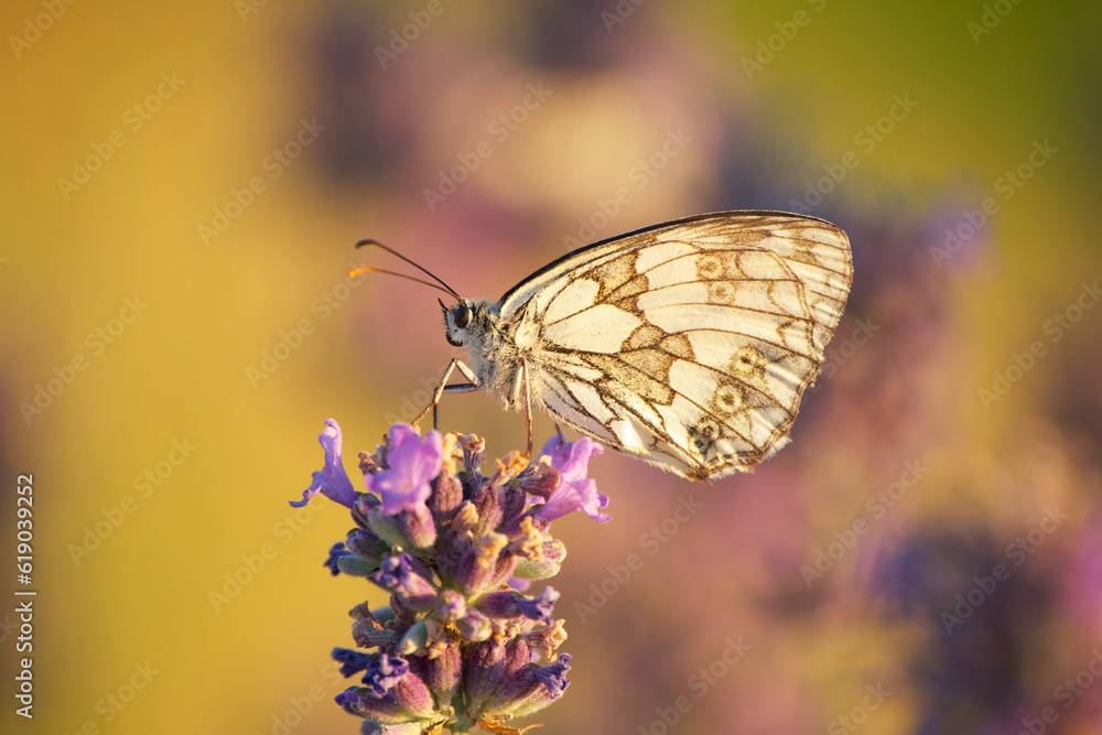 a marbled white butterfly sits on a lavender flower in the rays of the setting sun a marbled white butterfly sits on a lavender flower in the rays of the setting sun