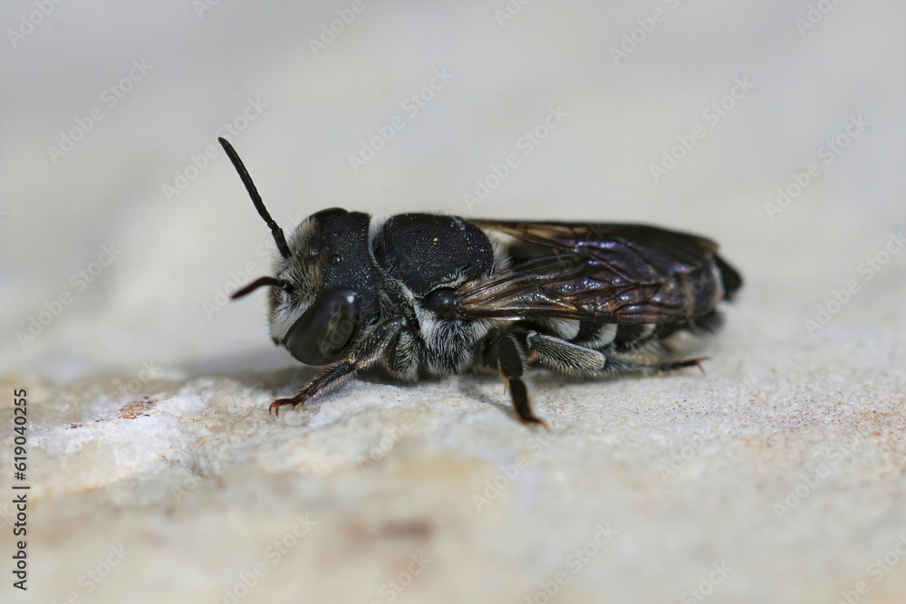 Closeup on a small Mediterranean female Centaurea leafcutter bee, Megachila apicalis Closeup on a small Mediterranean female Centaurea leafcutter bee, Megachila apicalis