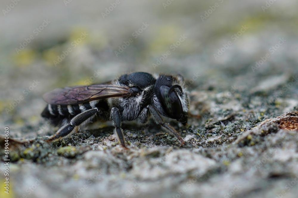 Closeup on a small Mediterranean female Centaurea leafcutter bee, Megachila apicalis Closeup on a small Mediterranean female Centaurea leafcutter bee, Megachila apicalis