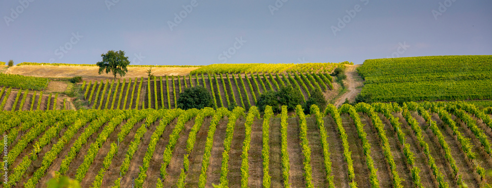 Paysage vallonné dans les vignes en France.