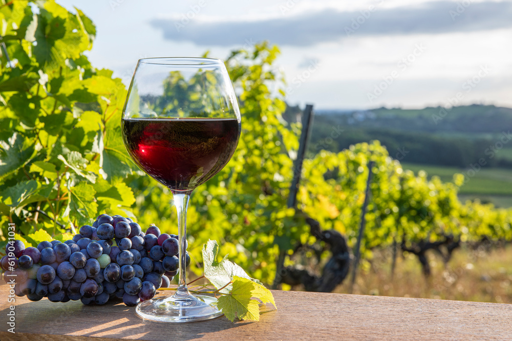 Verre de vin rouge dans les vignoble de France après les vendanges.