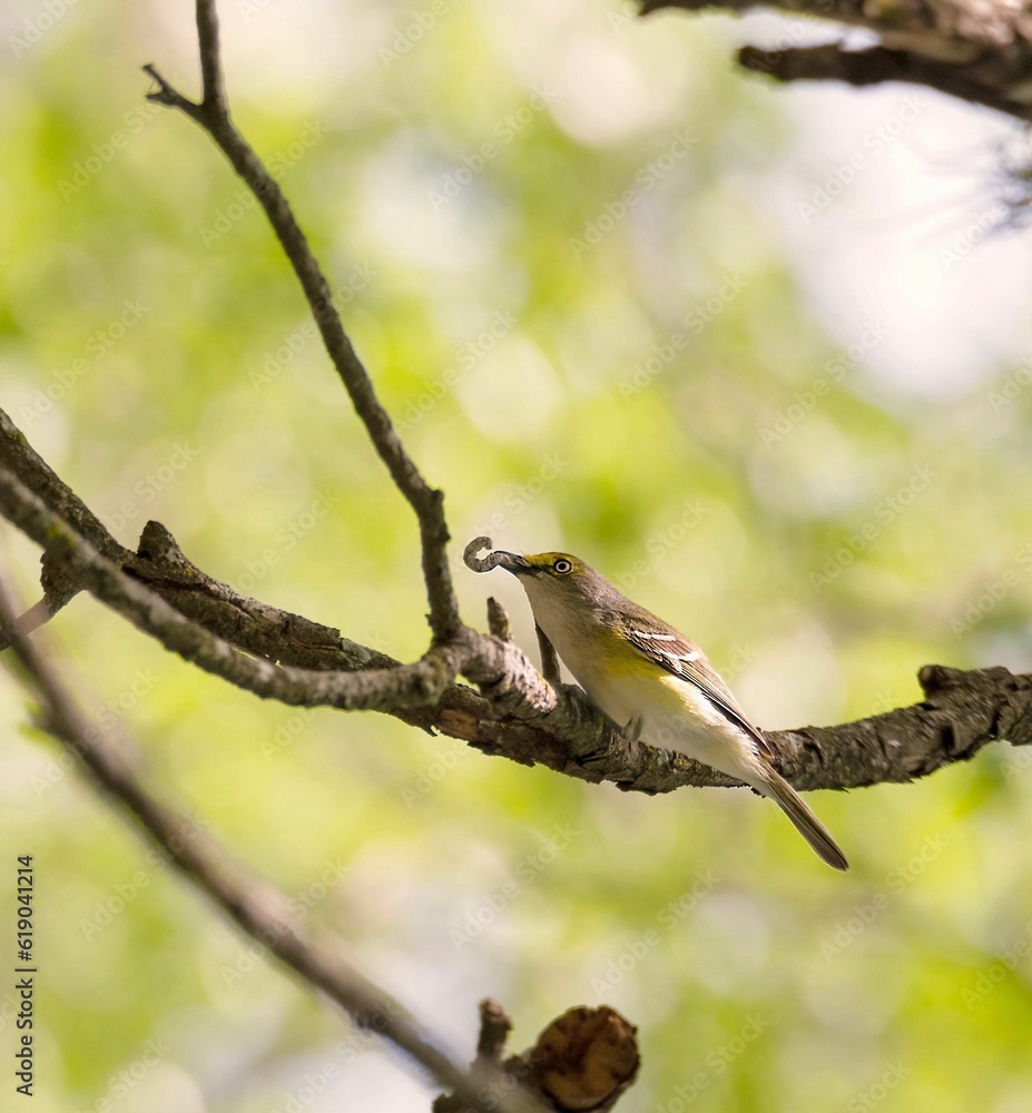 White-eyed vireo perched on a branch eating caterpillar, Vireo griseus. White-eyed vireo perched on a branch eating caterpillar, Vireo griseus.