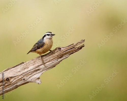 Red-breasted nuthatch perched on a broken tree branch. Sitta canadensis. photo