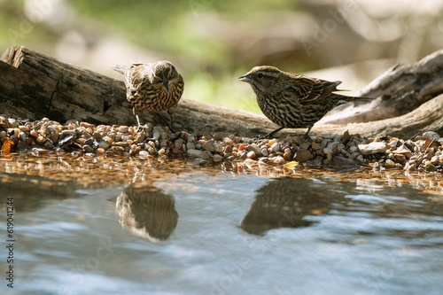 Two female red-winged blackbirds looking at their reflection in the water.