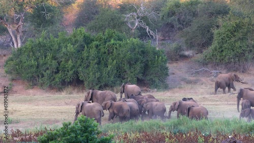 a Breeding herd of African elephants on the move