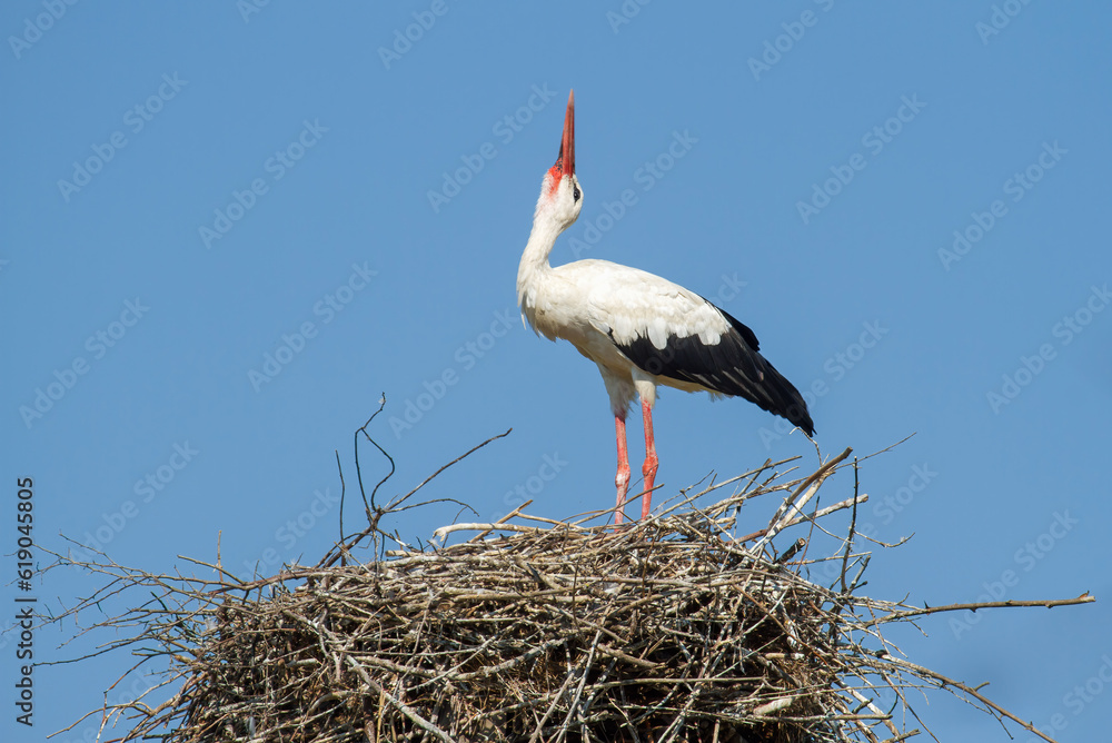 Fototapeta premium White stork, Ciconia ciconia. The bird stands on the nest against the background of the sky