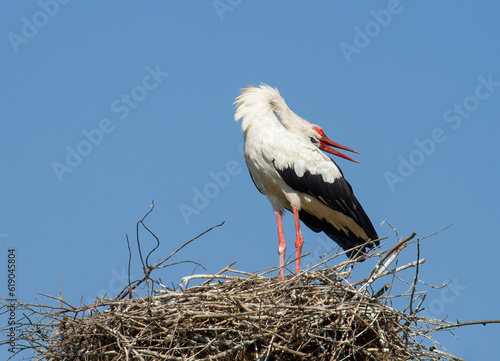 White stork, Ciconia ciconia. The bird stands on a nest against the background of the sky, bending its neck back, makes clicking sounds
