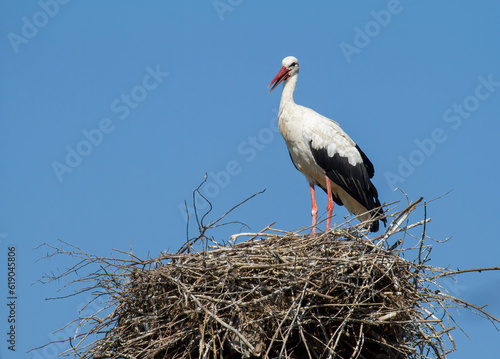 White stork, Ciconia ciconia. The bird stands on the nest against the background of the sky