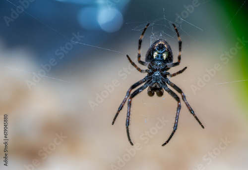 Araneus spider macro shot with net