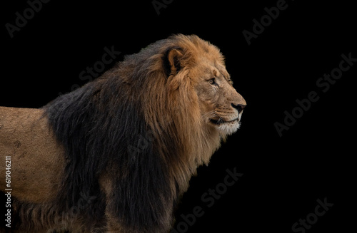Kopf eines Löwen isoliert vor schwarzem Hintergrund
