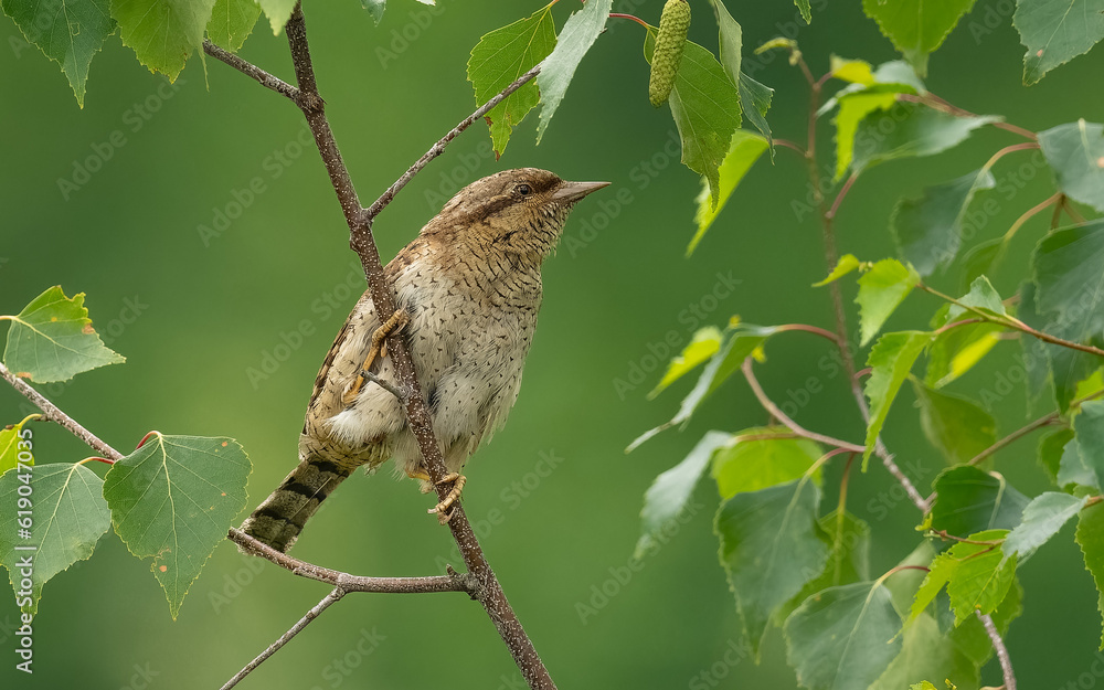 Naklejka premium Wendehals (Jynx torquilla)