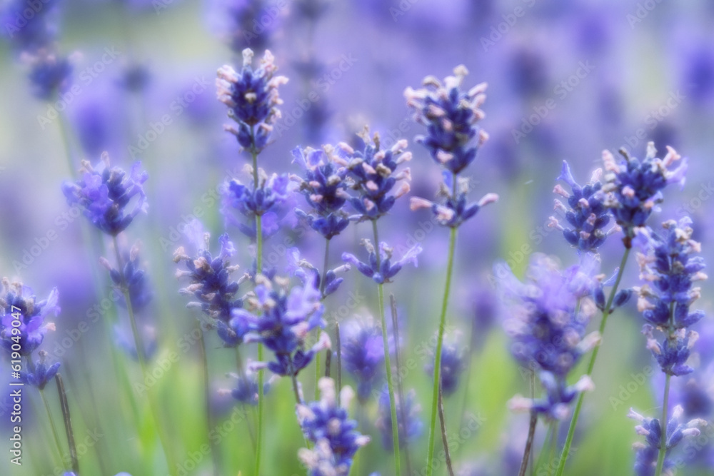 Lavender wild flowers soft focus Lavender wild flowers soft focus