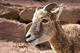 young mouflon ram with small horns close-up