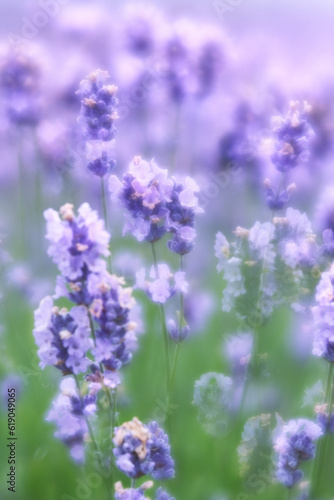 Lavender wild flowers soft focus 