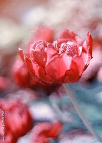 Czerwony kwiat, tulipan wiosenny 
