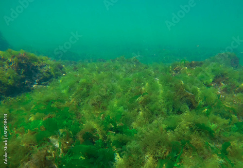 Rock reef covered with green algae Sea Lettuces  Ulva maeotica  in Black sea  Odessa  Ukraine
