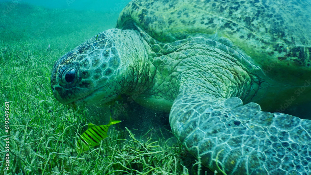 Fototapeta premium Close-up of Great Green Sea Turtle (Chelonia mydas) with group of Golden Trevally fish (Gnathanodon) speciosus eating green seagrass, Red sea, Safaga, Egypt