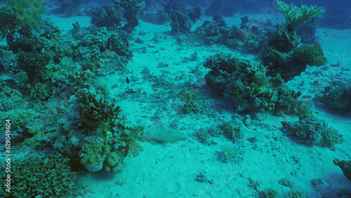 Plastic bottle lies on sandy bottom between corals at depth. Plastic pollution of Ocean, Red sea, Safaga, Egypt