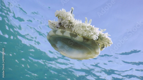 Close-up of Upside Down Jellyfish (Cassiopea andromeda) swimming dowm under surface of water reflected in it on bright sunny day on blue sky background, bottom view, Red sea, Egypt