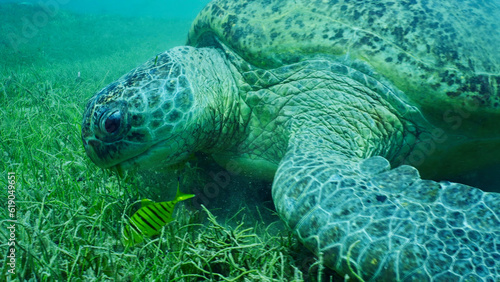 Close-up of Great Green Sea Turtle  Chelonia mydas  with group of Golden Trevally fish  Gnathanodon  speciosus eating green seagrass  Red sea  Safaga  Egypt