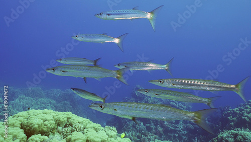 Group of Yellow-tail Barracuda (Sphyraena flavicauda) swims in the deep over coral garden in blue water, Red sea, Safaga, Egypt photo