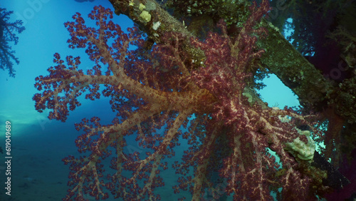 Photography Bright multi-colored Soft Coral Dendronephthya hang in clusters from support of