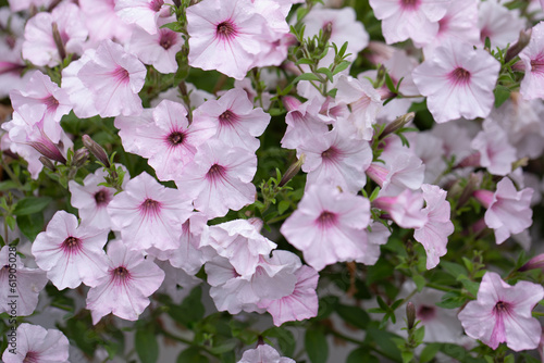  supertunia, petunia w letnim ogrodzie photo