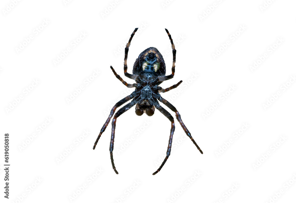 Fototapeta premium araneus spider isolated on white background