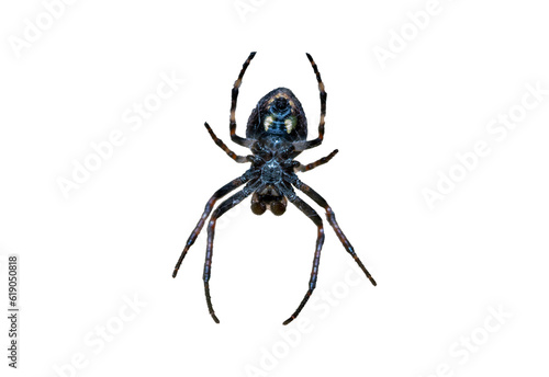 araneus spider isolated on white background