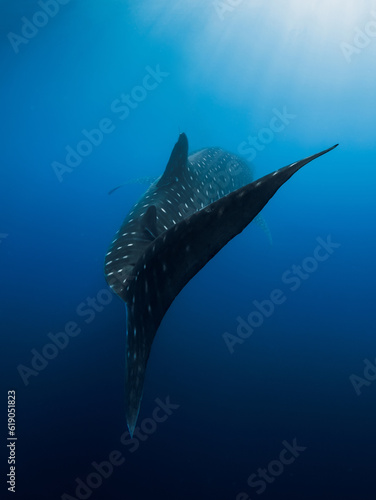 Shark tail in deep blue ocean. Silhouette of giant shark swimming underwater