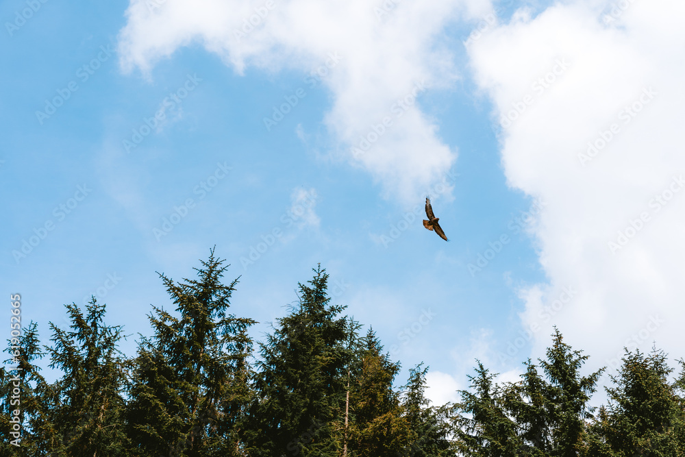 Fototapeta premium Bird of prey