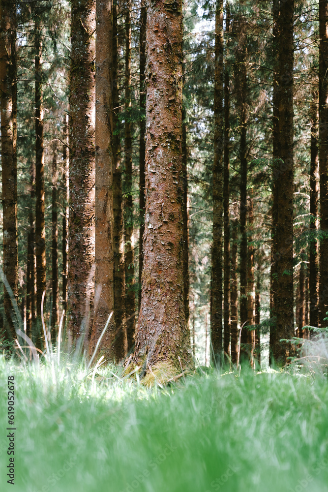 Fototapeta premium Devon Woodland