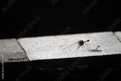 Orthetrum sabina, the slender skimmer or green marsh hawk, is a species of dragonfly in the family Libellulidae