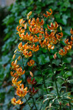 Lily curly , or Curly saranka , or Royal curls , or Martagon ( lat. Lilium martagon ) in shadow garden