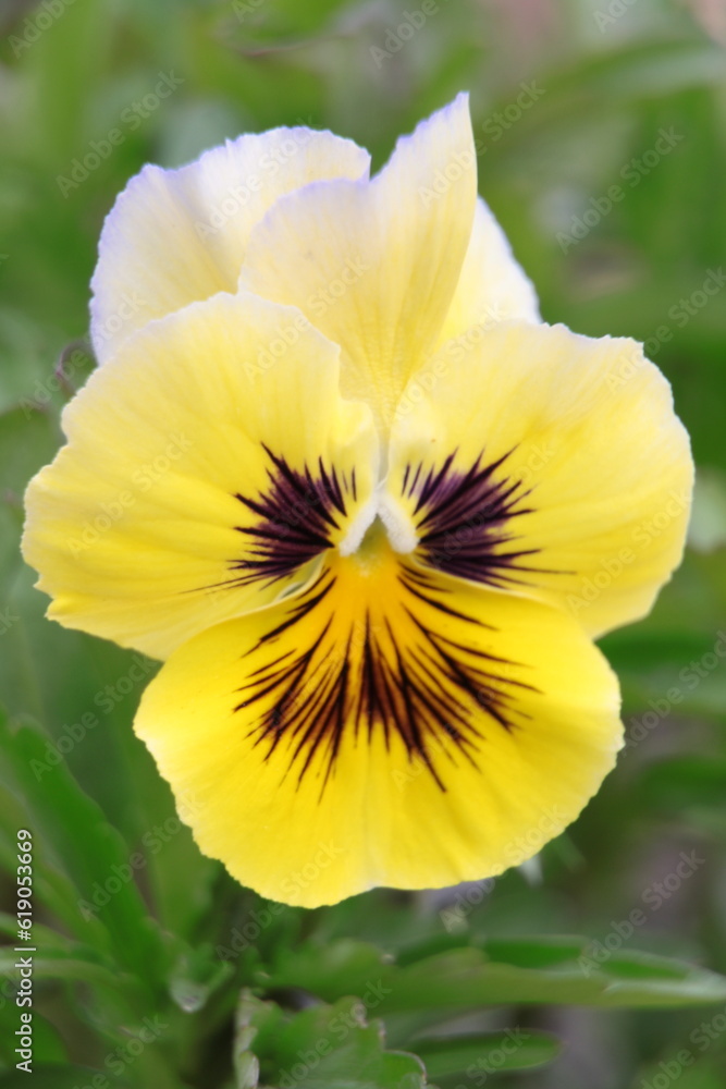 The wonderful world of plants. Pansy Tiger. The wonderful world of plants. Pansy Tiger.