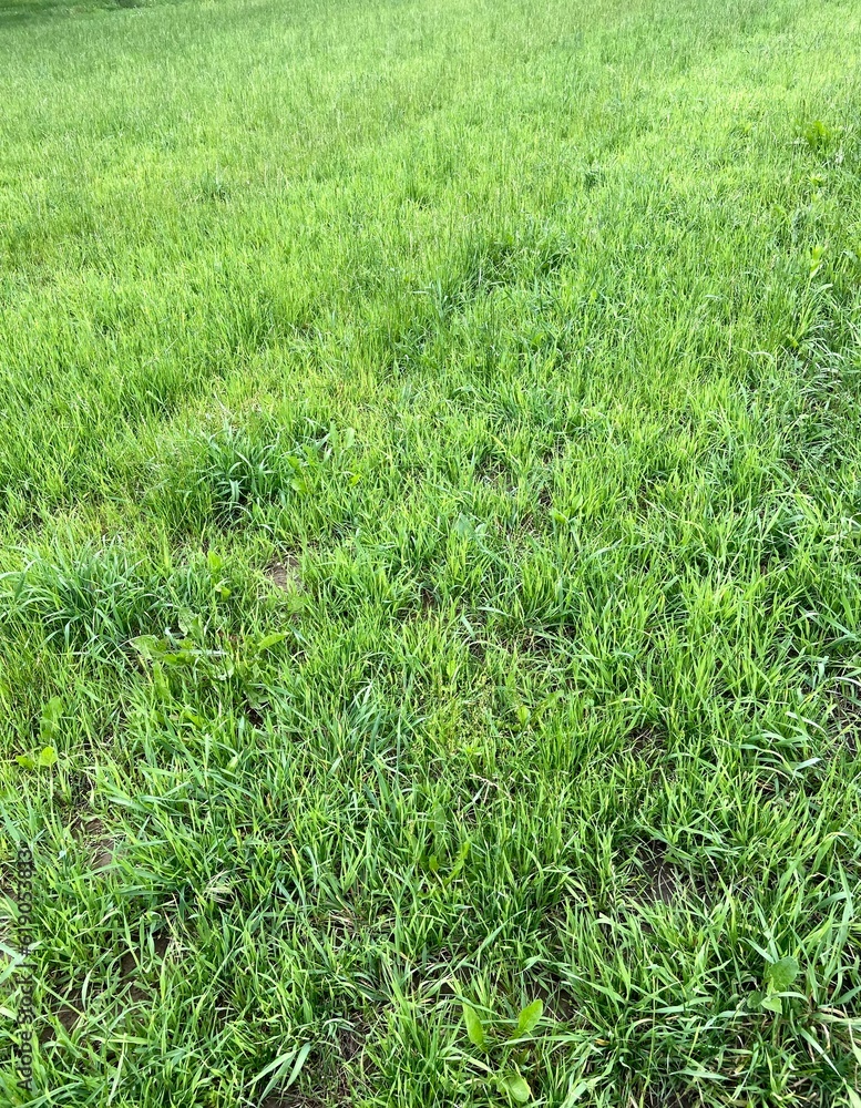 New grass New grass