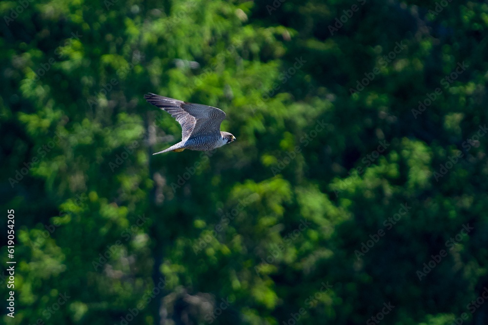 Peregrine falcon hunting birds in the sky Peregrine falcon hunting birds in the sky